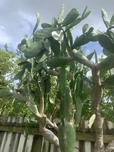 2 prickly pear cactus pad - Picture 1 of 4