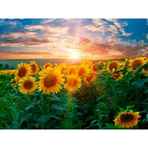 Photomural Vinyl Sunflowers Sunflowers - Picture 1 of 8