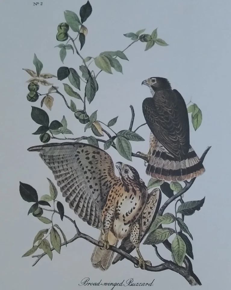 Audubon Octavo 1st Edition Broad-winged Buzzard Birds of America Book Print - Image 1 of 2