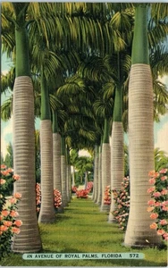 Cartolina An Avenue of Royal Palms, Florida - Foto 1 di 2