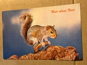 VINTAGE POSTCARD UNUSED - NUTS ABOUT NUTS - SQUIRREL - Picture 1 of 2
