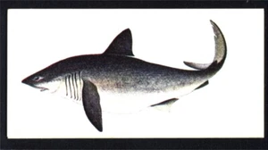 Craven Black Cat (Carreras) Sport Fish 1978 - Porbeagle Shark No. 48 - Picture 1 of 2