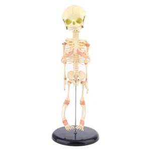 Espeluznante REPLICA DE ESQUELETO DE BEBÉ HUMANO FETAL con SOPORTE-La mandíbula se abre-Halloween Horror Prop - Imagen 1 de 10
