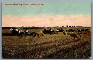 Postcard Canada c1907 Canadian Harvesting Scenes Reaping Wheat - Picture 1 of 2