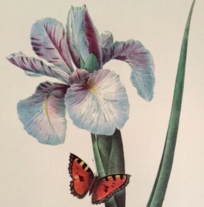 P. J. Redoute Blumen Iris Kiphuim Botanische Kunst Exlibris Nummer 60 Druck - Bild 1 von 3