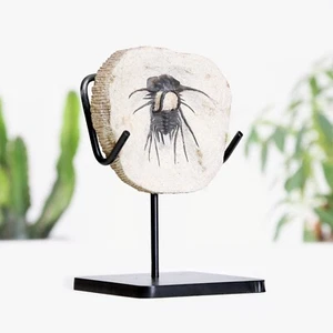 Horned Trilobite Bespoke Steel Stand Dinosaur Fossil Home Decor Interior Design - Picture 1 of 4