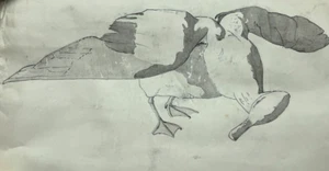 Antique Original Drawing Bird, Duck, Animal, Still Life - Picture 1 of 8