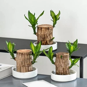 Groot Green Plant Brazilian Wood Water Raise Lucky Wood Potted Small Tree Peopl- - Bild 1 von 28