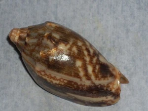 CYMBIOLA VESPERTILIO AWESOME PATTERN, EXTRA DWARF - Picture 1 of 2