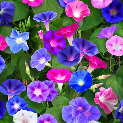 MORNING-GLORY Sacred Mix 10 Seeds Ipomoea Medicinal Rare Aztec Shaman Plant Vine - Image 1 of 4