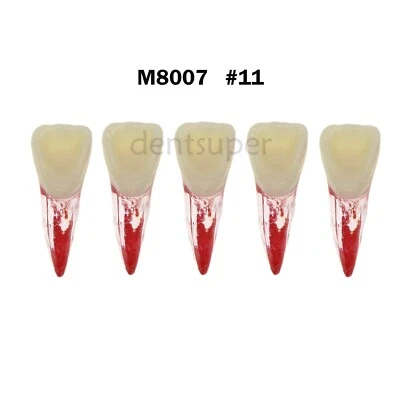 5 piezas raíz de endodoncia dental 11# canal ECA práctica pulpa cavidad dientes endo Foto 1 de 4
