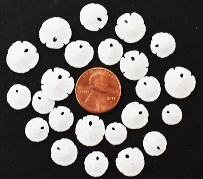 50 Very Tiny White Florida Sand Dollars (Tiny Size: 1/2"- 3/4") Beach Wedding - Image 1 of 4