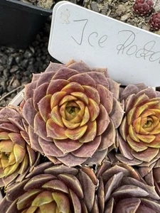 Sempervivum ICE Rockoon (D) Hauswurz Steingartenpflanze 1 Jungpflanze Von 2024 - Bild 1 von 3