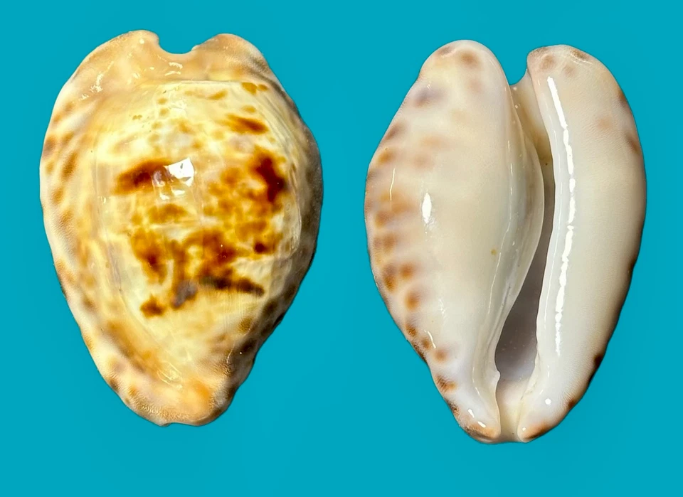 Cypraea Barycypraea teuleri Cazenavette, 1846    46mm (D) - Image 1 of 1