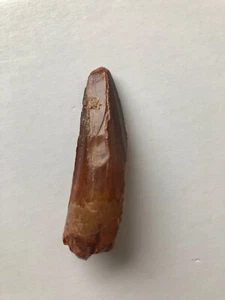 Jurassic Spinosaur Fossil Tooth 5.5 cm - Picture 1 of 6