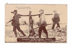 Vintage Postcard - c1900 - Sample of the Cohuna rabbit hunting. Cohuna, Vic. - Picture 1 of 2