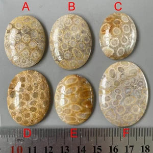 Natural Oval Coral Fossil Cabochon/Cab d4200 - Picture 1 of 2