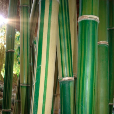 Gigantochloa Bicolor (Giant Striped Clumping Bamboo) 3-20 SEEDS •Plants Trees UK - Image 1 of 3