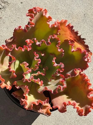 Echeveria hybrid Delilah Cactus Succulent 1 gallon size - Image 1 of 2