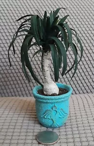Dollhouse Miniature Artisan Ponytail Elephant Foot Palm Floor Plant Fairy Garden - Picture 1 of 9