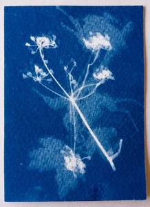 Original signed ACEO Collectors Art. Cyantype Floral 6/12 - Picture 1 of 2