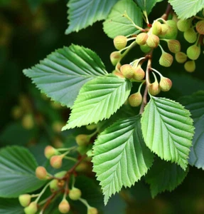 Ulmus davidiana (Japanese Elm) Tree Seeds, Attractive Display of Autumn Colors - Picture 1 of 8
