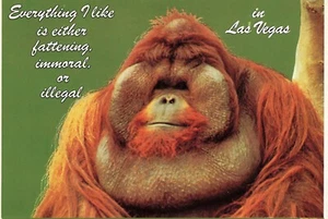 Humor Las Vegas Nevada Postal Continental Mono Engorde Inmoral o Ilegal  - Imagen 1 de 2