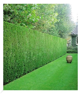 Leyland-Zypressen-Hecke,20 Pflanzen Cupressocyparis leylandii winterhart - Bild 1 von 4