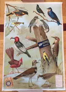 Póster publicitario de tienda Birds of America 1917 útil brazo y martillo soda - Imagen 1 de 2