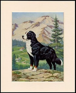 BERNER BERGHUND IN ALPINER SZENE SCHÖNER DRUCK MONTIERT RAHMENFERTIG - Bild 1 von 1