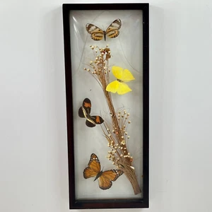 Vintage French Curved Glass Black Wood Hanging Framed Artwork With 4 Butterflys - Picture 1 of 23