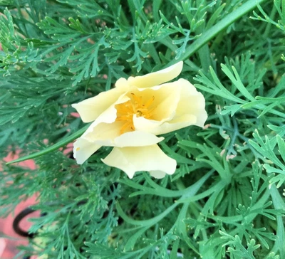 "Thai Silk Milk" - Kalifornischer Mohn  (Eschscholzia californica) 30+ Samen - Bild 1 von 2