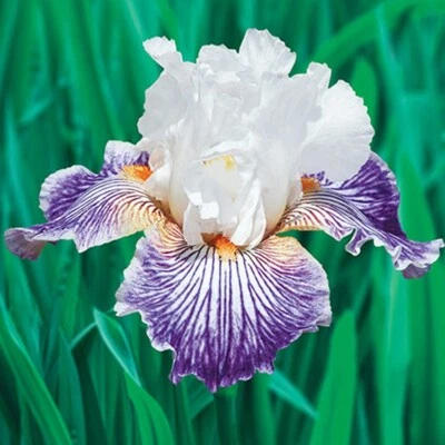 Crows Feet Iris Plant Quart Pot Fragrant Purple White Flowers Perennial - Image 1 of 4