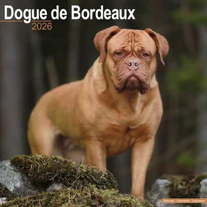 Dogue de Bordeaux 2026 Calendar | Dog Breed Gift Wall 15% OFF MULTI ORDERS - Picture 1 of 8