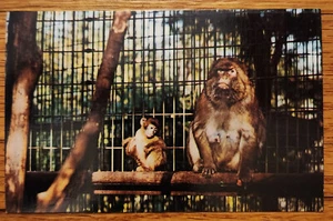 Tarjeta postal de Barbary Ape & Baby National Zoo Washington DC años 60 sin usar - Imagen 1 de 1