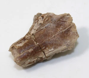 Kaninchen, Palaeolagus haydeni, Tertiär, Oligozän, White River Fm, USA -a187 - Picture 1 of 6