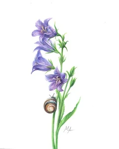 ORIGINAL Watercolour Painting "Bluebells and Snail" 8" x 10" by Mila Ansell - Picture 1 of 3