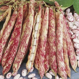 Frijoles arbustos Borlotto di Vigevano de Italia - más de 10 semillas - semillas - semillas - H 136 - Imagen 1 de 1
