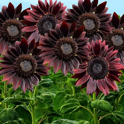50 Chocolate Cherry Sunflower Seeds – Deep Red to Chocolate Blooms - Stunning!! - Image 1 of 4