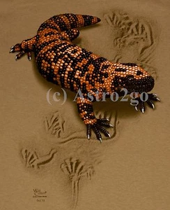 GILA MONSTER TRAX--Reptile Lizard Desert Science Kids T shirt L (14-16) only NEW - Picture 1 of 2