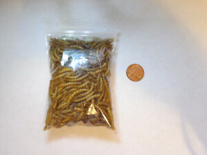DRIED MEALWORMS non gmo no preservatives resealable bag 300+ worms usa
