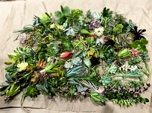 FREE SHIPPING! 50 Random Succulent Floret Starter Cuttings Free gift w/order - Picture 1 of 6