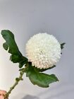 300 graines de chrysanthème pompon blanc pompon maman cour fleurs