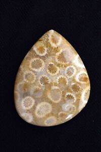 52.95 Cts. Natural FancyFossil Coral Cabochon Certified Gemstone