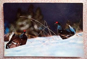 Tetrao Urogallus L.. Vintage Postcard from Albania - Picture 1 of 2