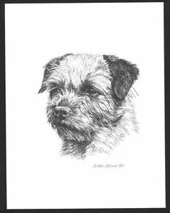 #347 BORDER TERRIER portrait dog art print * Pen & ink drawing by Jan Jellins - Picture 1 of 1