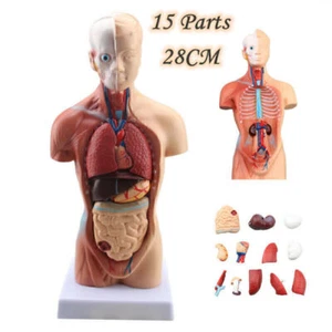 28cm Unisex-Torso Anatomie Modell PVC Menschlicher Körper Anatomie mit 15 Teile - Bild 1 von 12