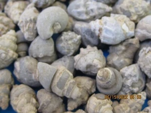 ONE HUNDRED BABY GASTROPOD FOSSIL CRETACEOUS PERIOD WHOLESALE - Picture 1 of 4