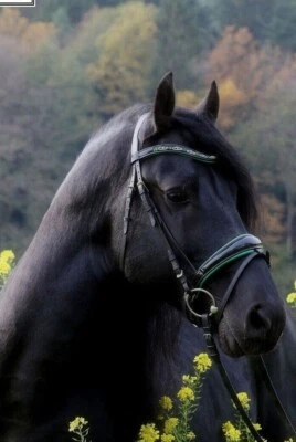 TYSONS BREECHES Trense Smaragd Grün Lack Strass Reitzaum Glitzer VB WB + Zügel REST RAUS Tysons