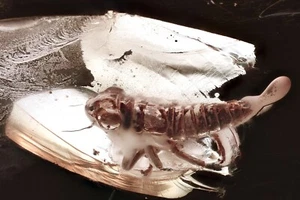 LEAFHOPPER & METHANE BUBBLE Fossil Inclusion Genuine BALTIC AMBER + HQ Pi 250520 - Picture 1 of 6